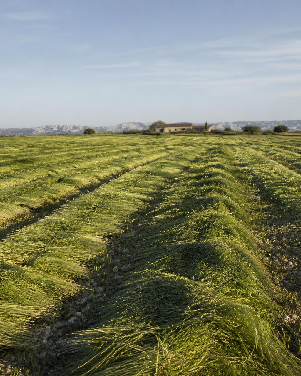 Freshly cut Foin de Crau resting in long windrows across a Provençal pasture